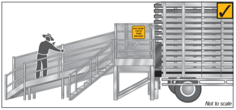 Work with cattle from the walkway and ensure the ramp has no trapping spaces