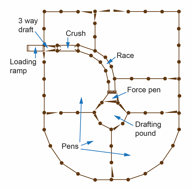 Basic yard layout showing the location of pens, drafting pound, force pen, race and loading ramp